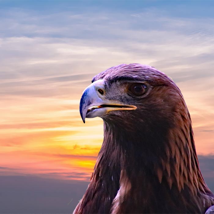 Fly Eagle Fly
